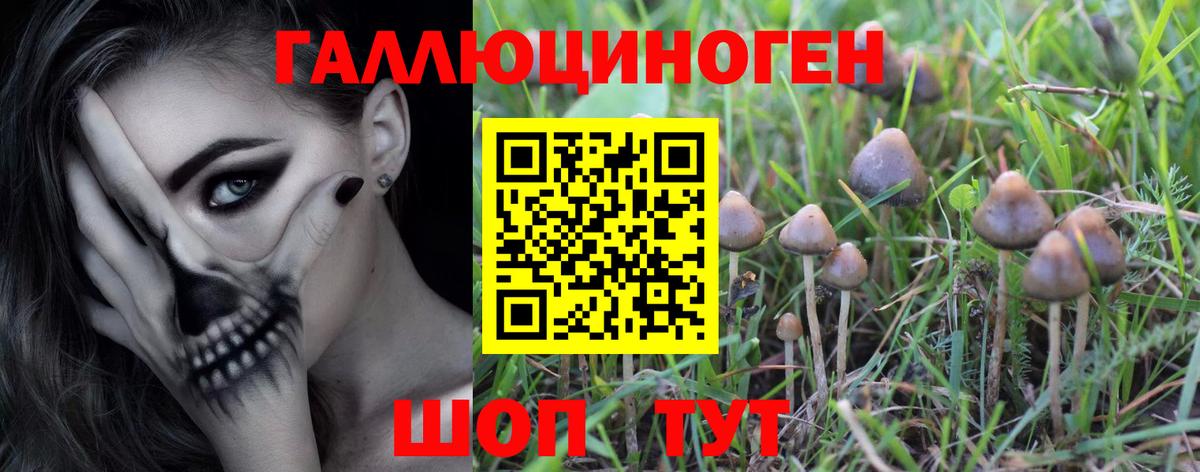 Советская Гавань  Галлюциногенные грибы Psilocybine cubensis  продажа наркотиков  Вход с VPN 